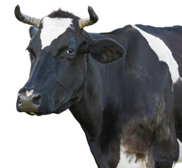Cute cow isolated on white. Farm animal