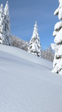 COPY SPACE: Young woman splitboarding in Bohinj treks up a hill covered in fresh powder snow. Active female tourist splitboards up a mountain in the wintry backcountry. Sporty woman ski touring.