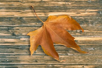 Beautiful autumn foliage with colored leaves