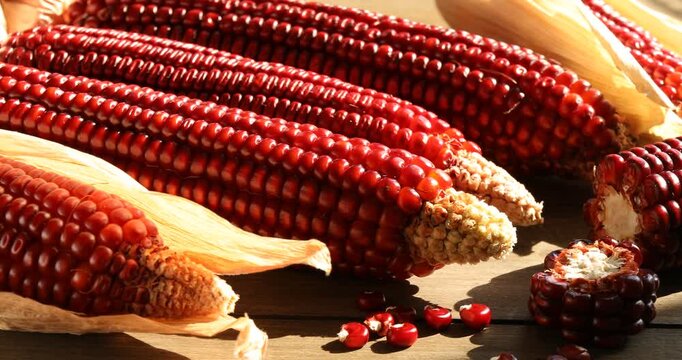 Ripe red corn cobs on wooden table, closeup. Camera moving right
