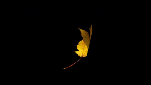 A single yellow autumn maple leaf spins in a seamless loop, isolated on a transparent alpha channel PNG background for easy video compositing