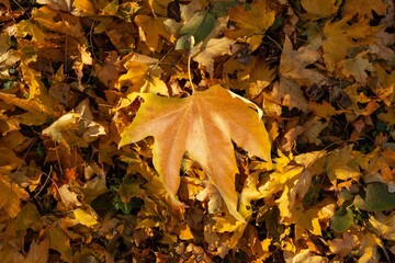 Beautiful autumn foliage with colored leaves