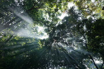 Fototapeta premium sun rays in the forest