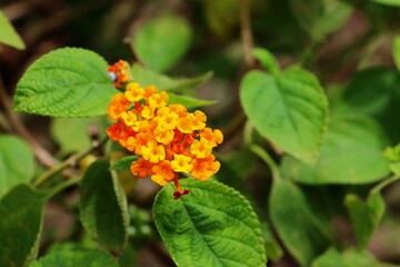 Orange Common lantana or Tick berry flowers (Lantana camara) in a garden