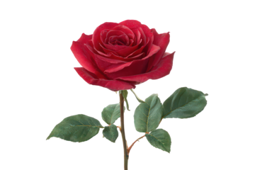 Red Glitter Rose on Black Background