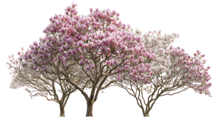 Three blooming trees with pink and white flowers isolated on transparent background