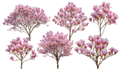 Six delicate pink flowering branches isolated on transparent background