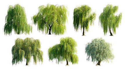 Collection of seven green weeping willow trees isolated on transparent background