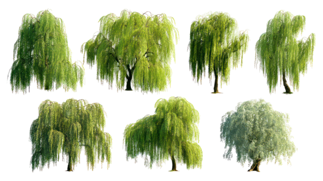 Collection of seven green weeping willow trees isolated on transparent background