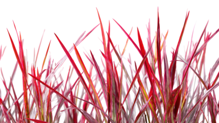 Close up of vibrant red and white grass blades isolated on transparent background