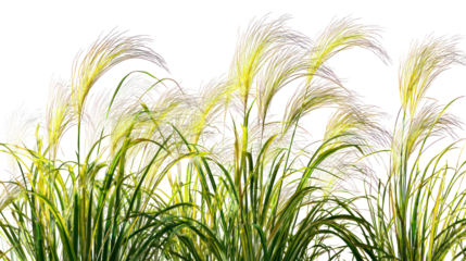 Tall ornamental grass plumes with delicate seed heads isolated on transparent background