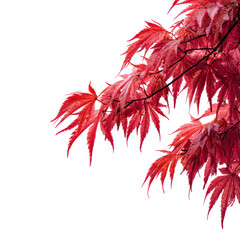 Vibrant red japanese maple leaves in autumn isolated on transparent background