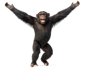 A chimpanzee standing on two legs with its arms raised and a big smile on a white background studio shot