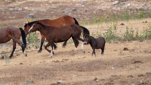 Horses running in slow motion as small mule stands in a field.