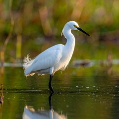 Naklejka premium Heron in wetland at dawn