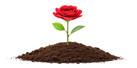Red Rose Growing from Soil on Transparent Background &ndash; Symbol of Love, Hope, and Renewal
Single Vibrant Red Rose Emerging from Earth with Clean Minimal Backdrop