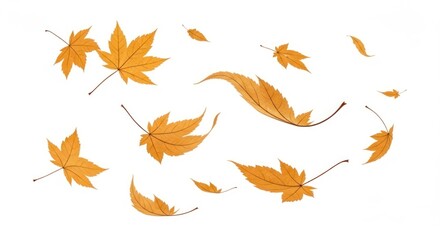 Obraz premium Dynamic arrangement of golden and autumn leaves falling and scattering against a clean white background, perfect for seasonal designs.