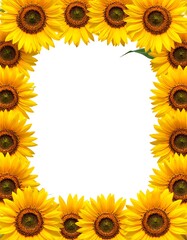 Sunflower border on white