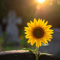 Sunflower at sunset near a grave