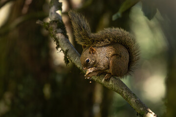 Brazilian squirrel (Sciurus aestuans) in Atlantic Forest