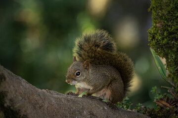 Brazilian squirrel (Sciurus aestuans) in Atlantic Forest