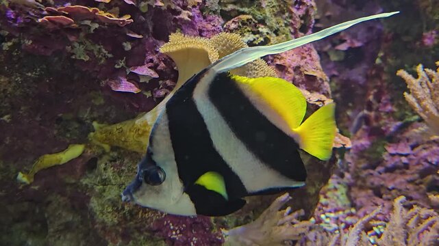 Close up of black and white anglefish swimming around a reef underwater