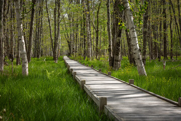 Boardwalk using leading lines towards birch trees