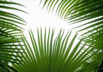 Close up of vibrant green palm leaves with bright sunlight filtering through isolated on white background