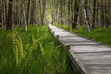 Boardwalk through the forest
