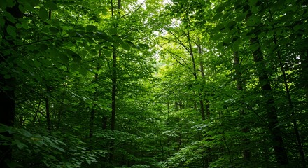Lush green forest canopy scene with sunlight filtering through branches