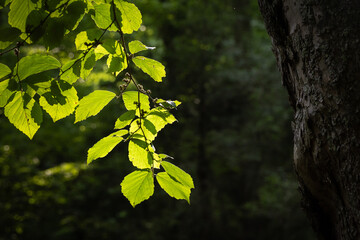 Backlighting of bright green leaves against dark background