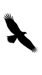Obraz premium Silhouette of a soaring eagle