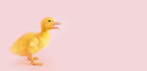 Cute duckling on pink background with space for text