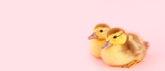 Cute ducklings on pink background with space for text