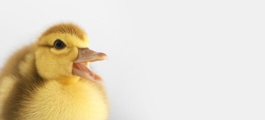 Cute duckling on light background with space for text, closeup