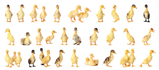 Set of many cute ducklings on white background
