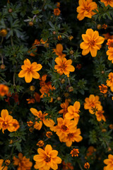 orange flowers background
