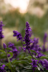 Obraz premium close up of lavender