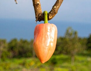 Peach-colored bell pepper hanging from branch
