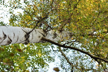 Obraz premium Autumn views