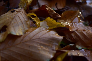 Autumn views