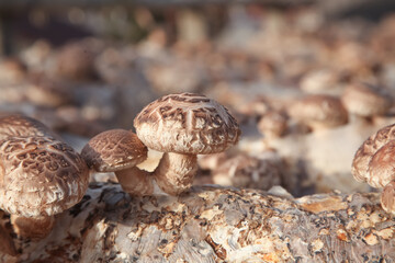 Shiitake Mushroom Cultivation on Logs - Commercial Farming and Sustainable Agriculture Production