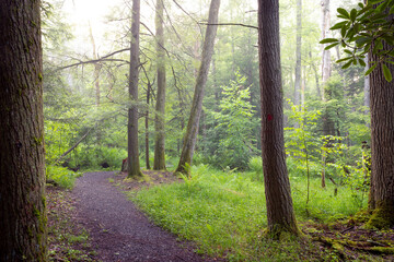 Path winding through woods 