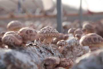 Shiitake Mushroom Cultivation in Greenhouse - Commercial Mushroom Farming on Artificial Growing Base Logs