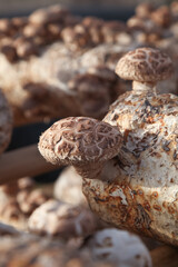 Shiitake Mushroom Cultivation in Greenhouse Growing Bags for Commercial Organic Farming Production