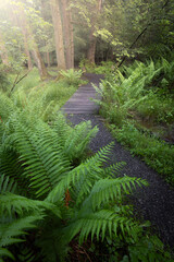Path through ferns in forest