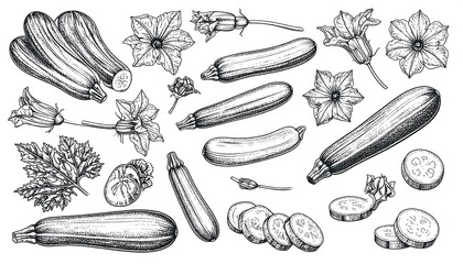 Hand-drawn illustration of zucchini and flowers