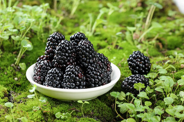 Fresh Blackberries in Bowl on Mossy Ground - Organic Berry Harvest
