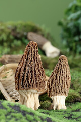 Premium Morel Mushrooms in Natural Forest Setting with Wicker Basket - Wild Edible Fungi