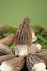 Fresh Morel Mushrooms with Honeycomb Texture - Premium Edible Fungi for Gourmet Cooking